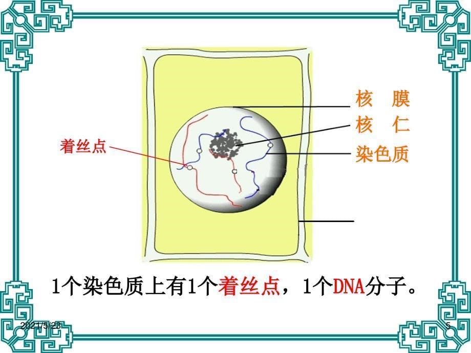 有丝分裂课件_第5页