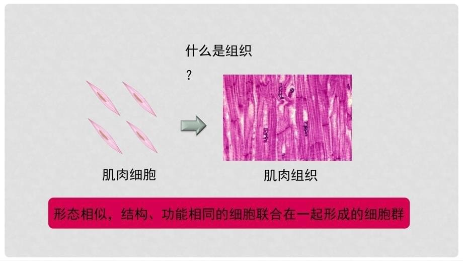 七年级生物上册 2.2.2《动物体的结构层次》课件 （新版）新人教版_第5页