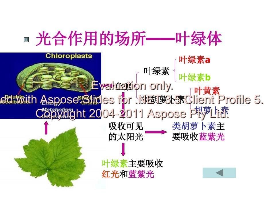 高一生物光合作用和细胞呼吸_第5页