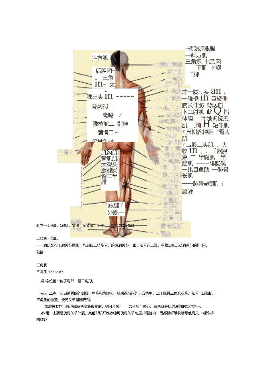 人体肌肉解剖图_第2页