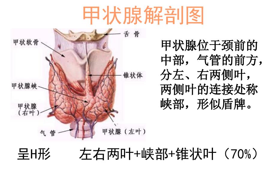 甲状腺的超声解读.ppt_第2页