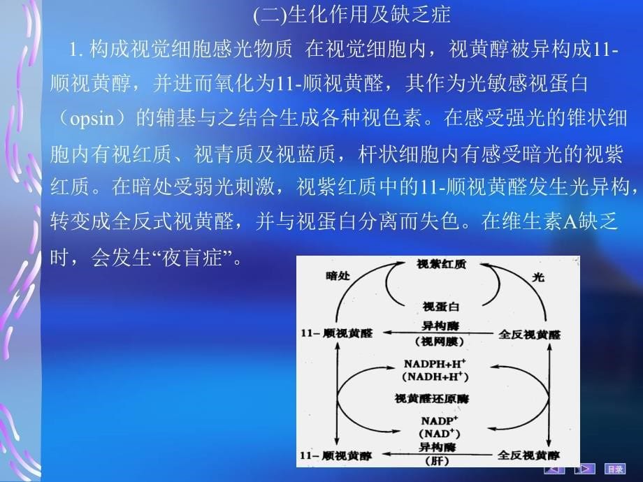 生物化学 第三章维生素和微量元素_第5页