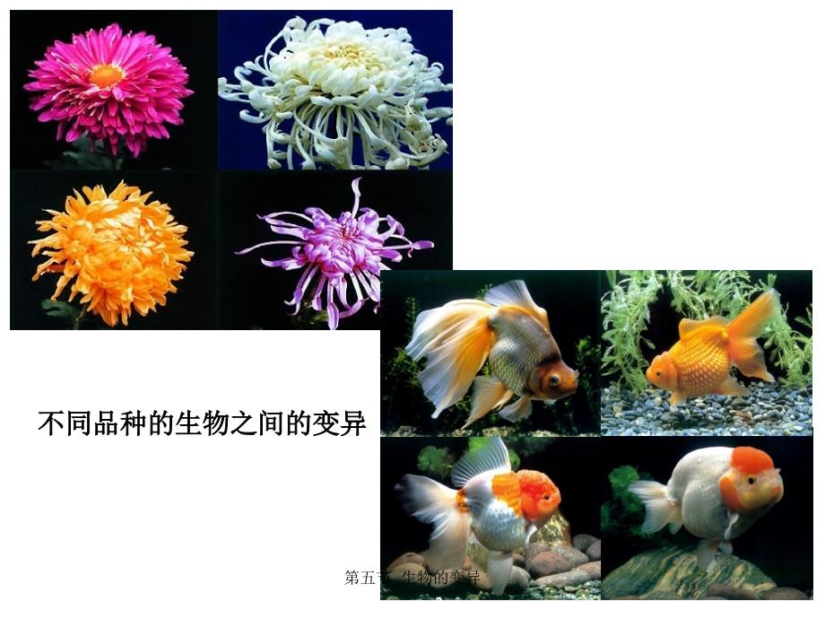 最新第五节生物的变异_第3页