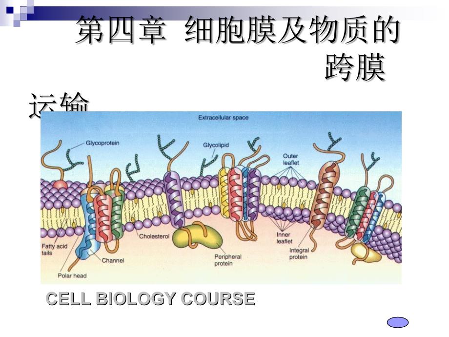 第四章细胞膜2_第1页