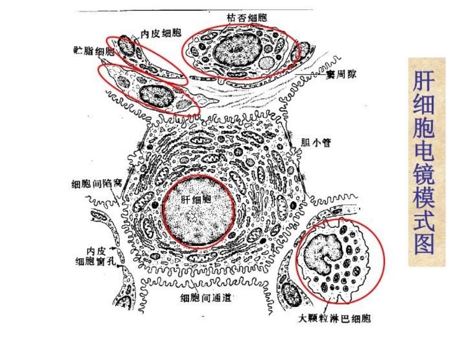 最新十五章肝功能不全PPT课件_第4页