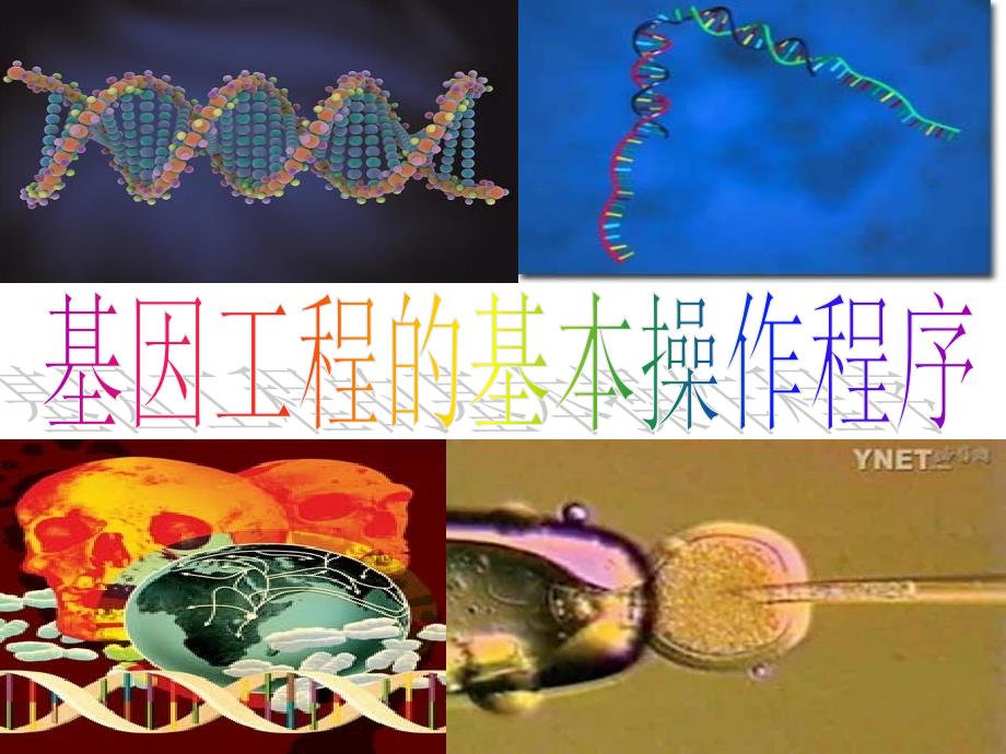 基因工程的基本操作程序四班_第1页