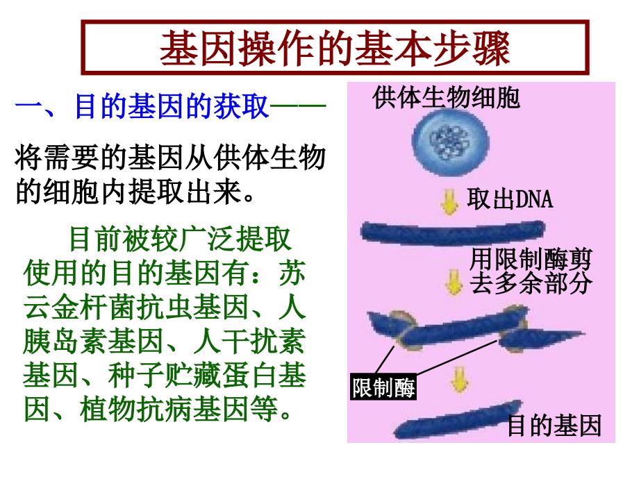 基因工程的基本操作程序四班_第3页