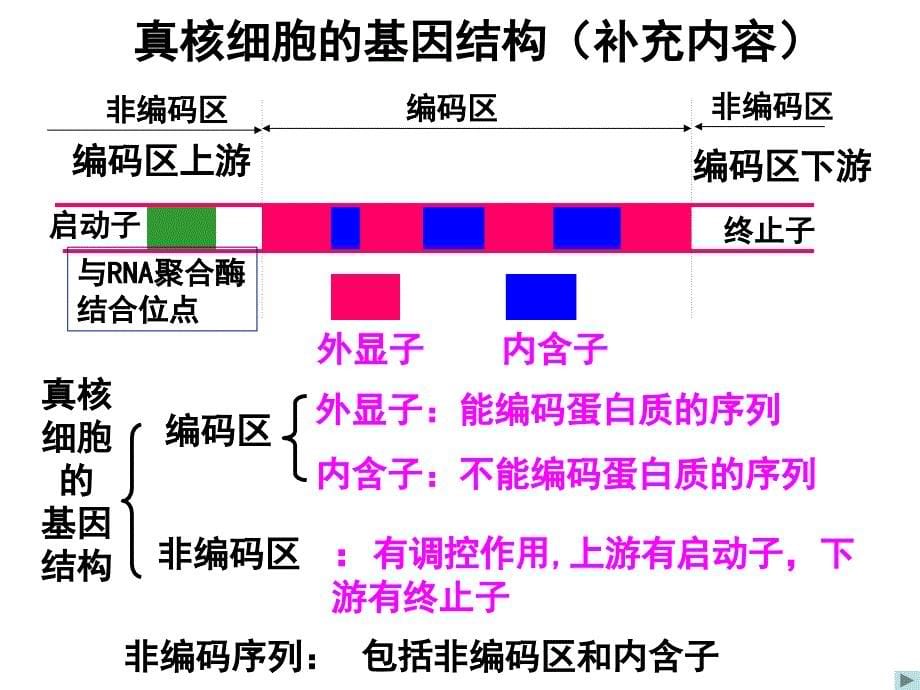 基因工程的基本操作程序四班_第5页