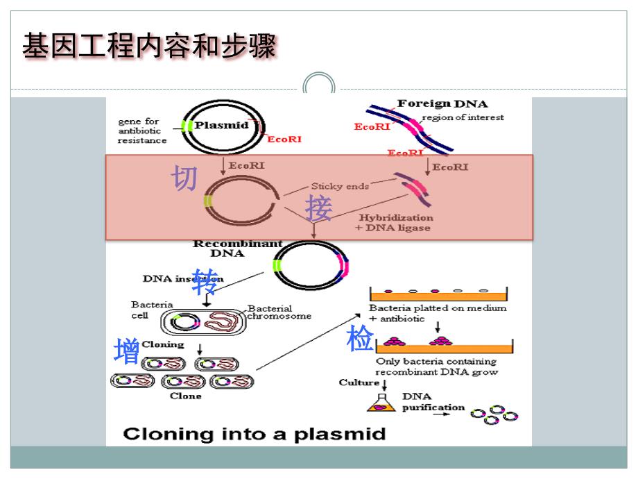 基因工程第四章12-16课时_第2页
