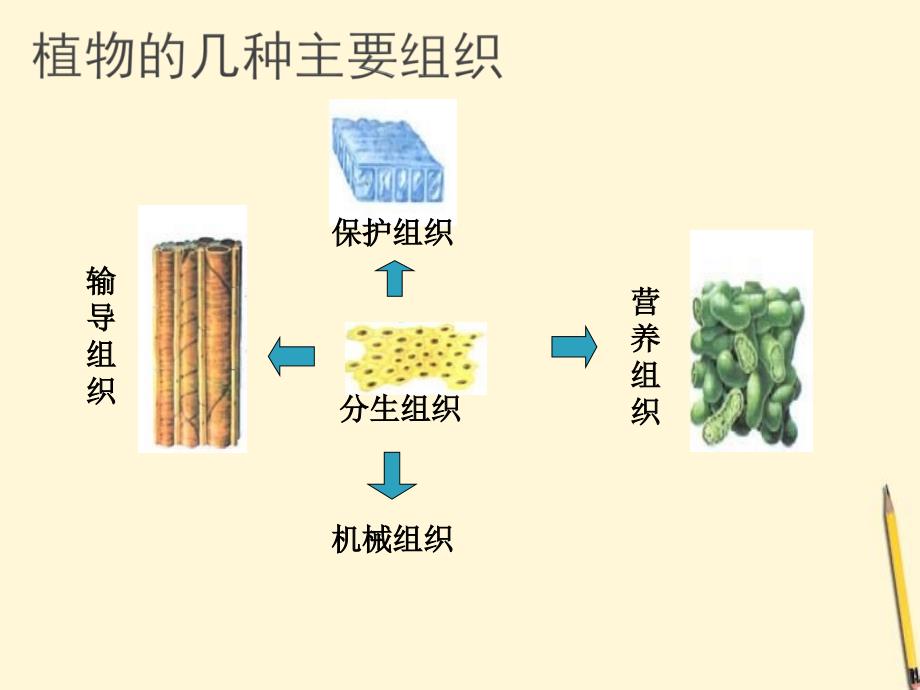 七年级生物上册多细胞生物的组成课件苏教版1_第4页