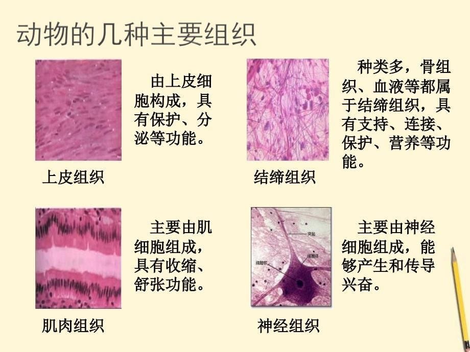 七年级生物上册多细胞生物的组成课件苏教版1_第5页