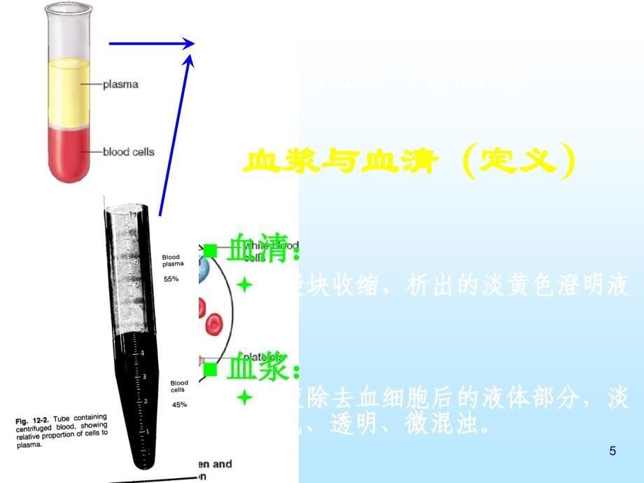 第二节血液系统构成及其生理_第5页