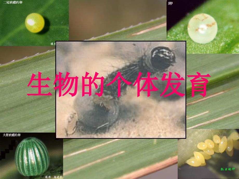 初中生物《被子植物的个体发育》课件_第1页