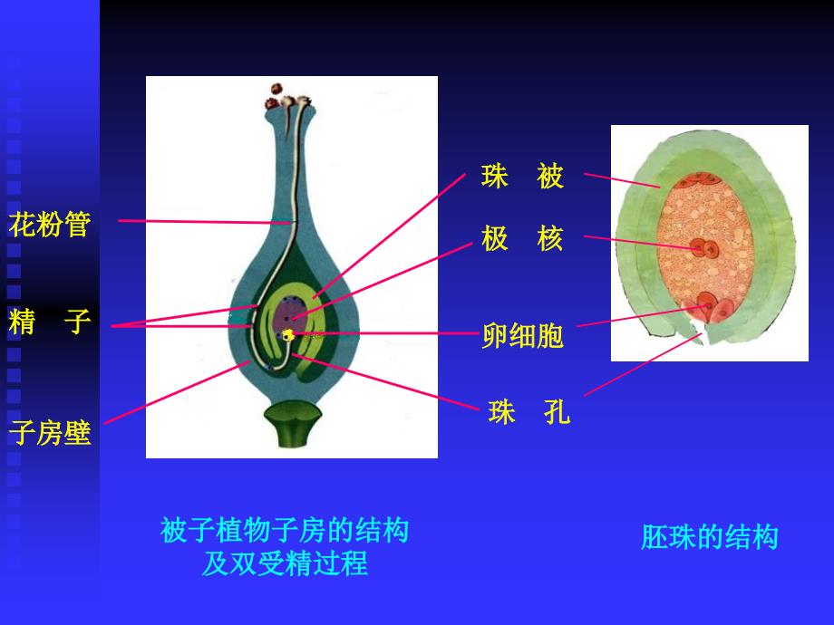 初中生物《被子植物的个体发育》课件_第2页