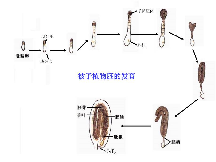 初中生物《被子植物的个体发育》课件_第4页