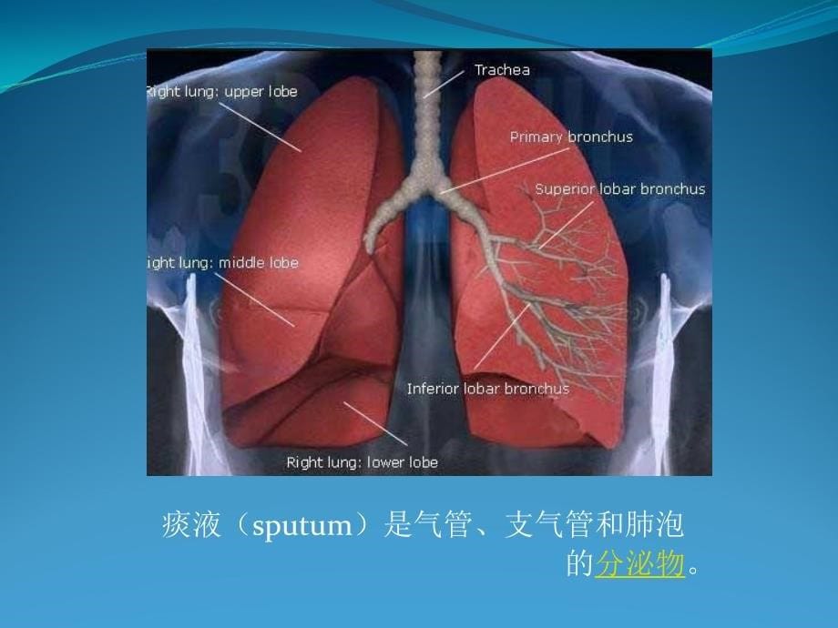 临床检验痰液检验_第5页