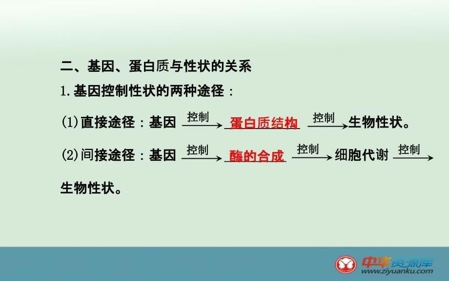 高一生物课件第章第节基因对性状的控制新人教必修二_第5页