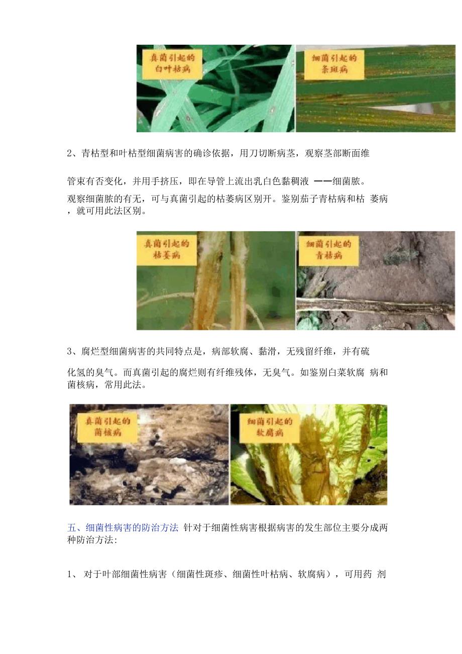 最全面的植物细菌性病害讲解_第3页