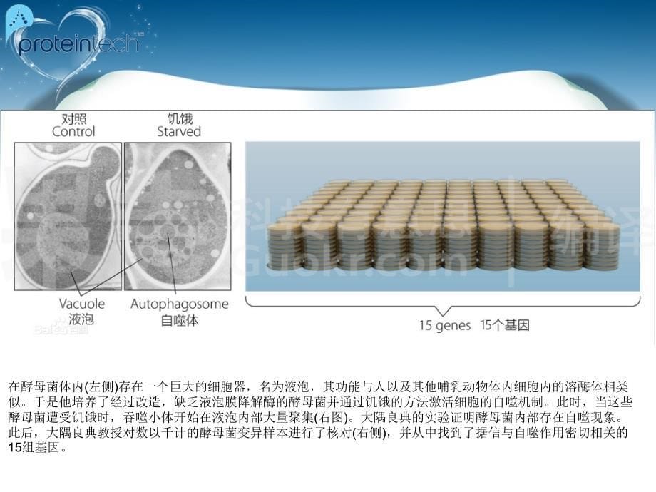 细胞自噬机制PPT课件_第5页