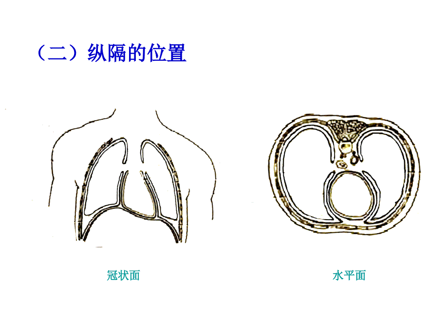 局部解剖学纵隔_第4页