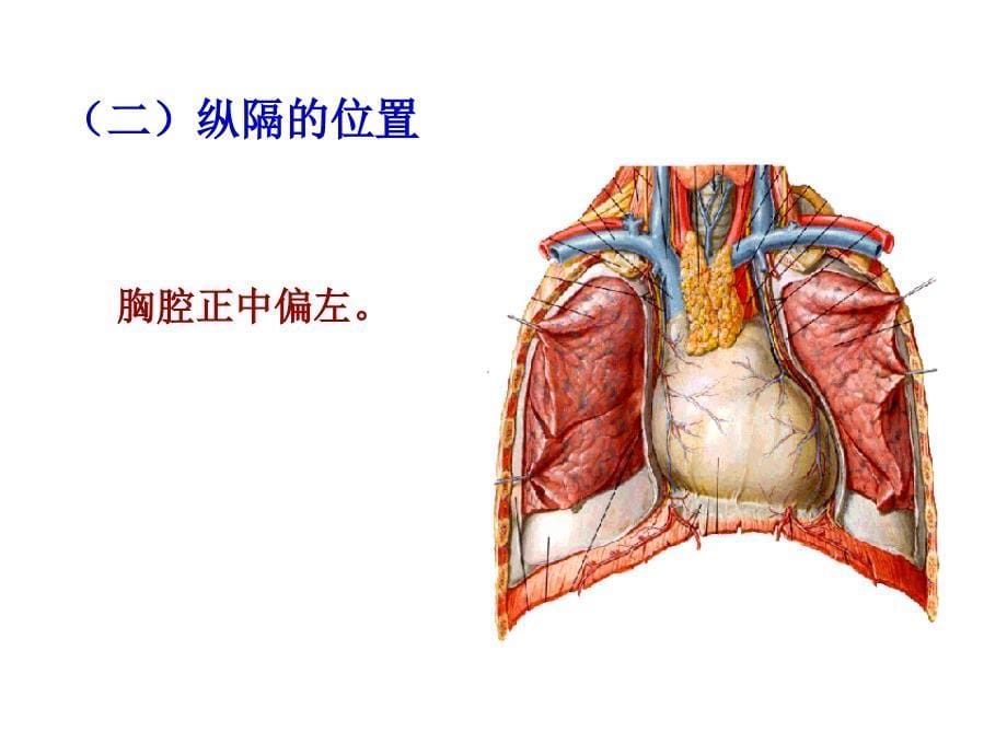 局部解剖学纵隔_第5页