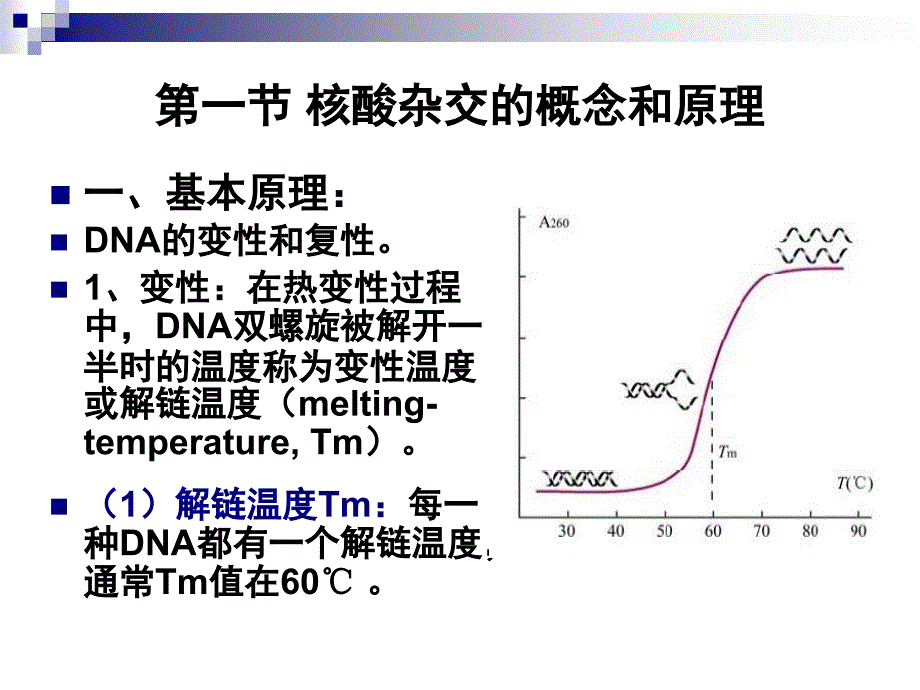 核酸杂交技术PPT课件_第2页