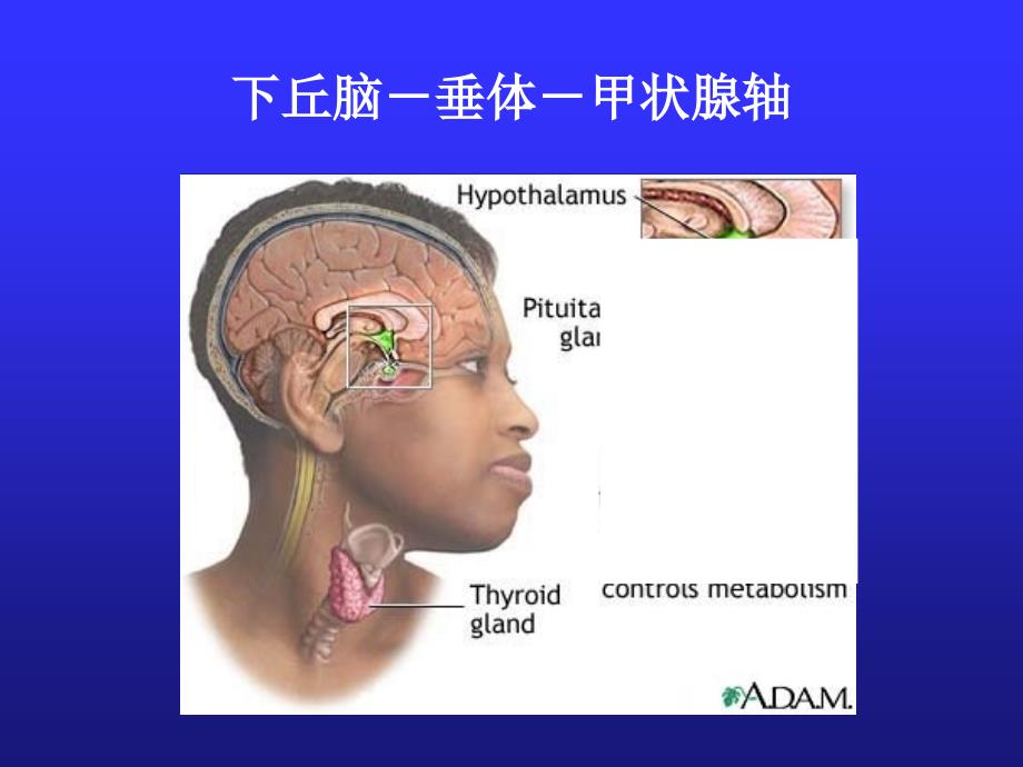 甲状腺功能低下_第4页