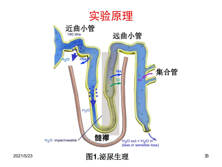 利尿药对家兔利尿作用的观察_第3页