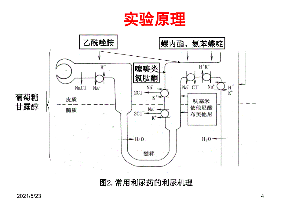 利尿药对家兔利尿作用的观察_第4页