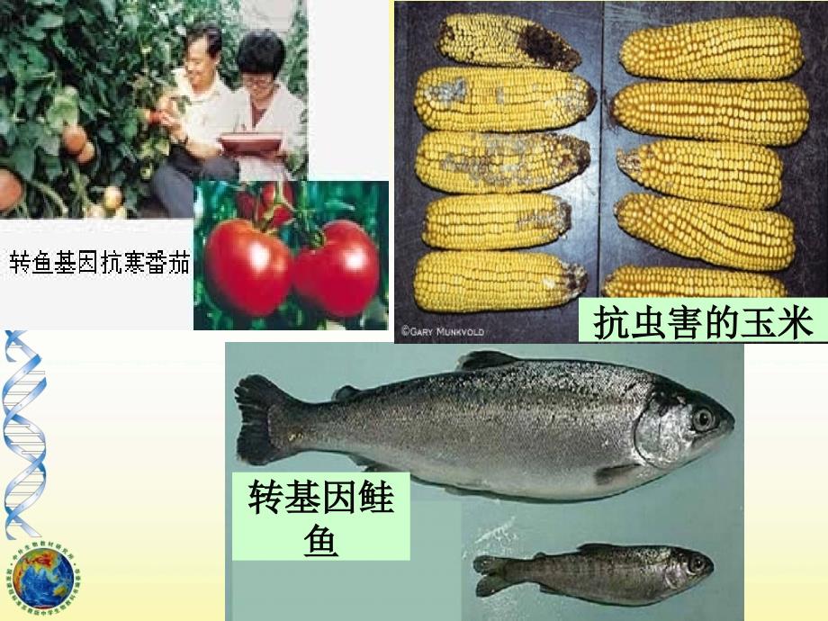 高二生物6.3基因工程PPT_第3页