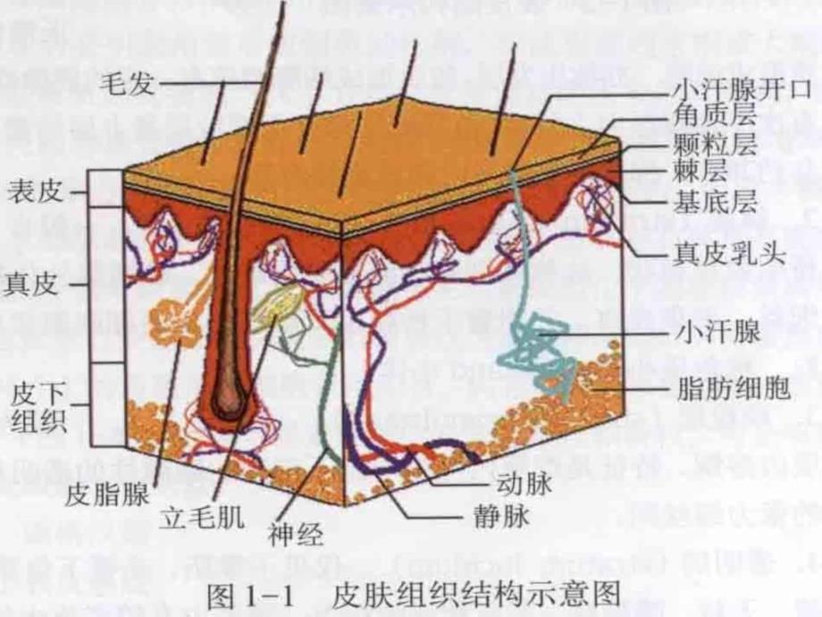 第二章皮肤的解剖和组织结构1598800797整理版课件_第3页