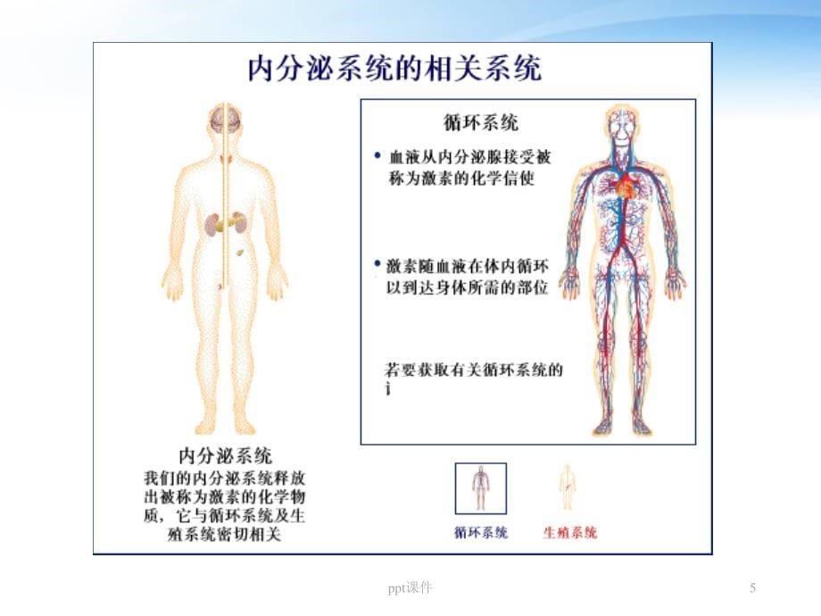 内分泌系统--ppt课件_第5页