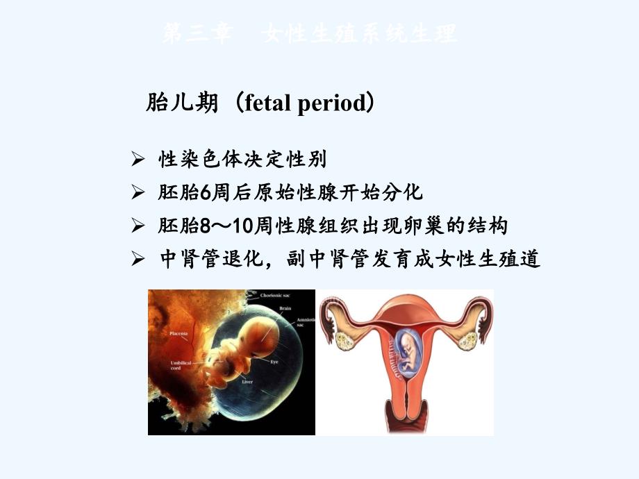 女性内分泌激素基础知识_第3页