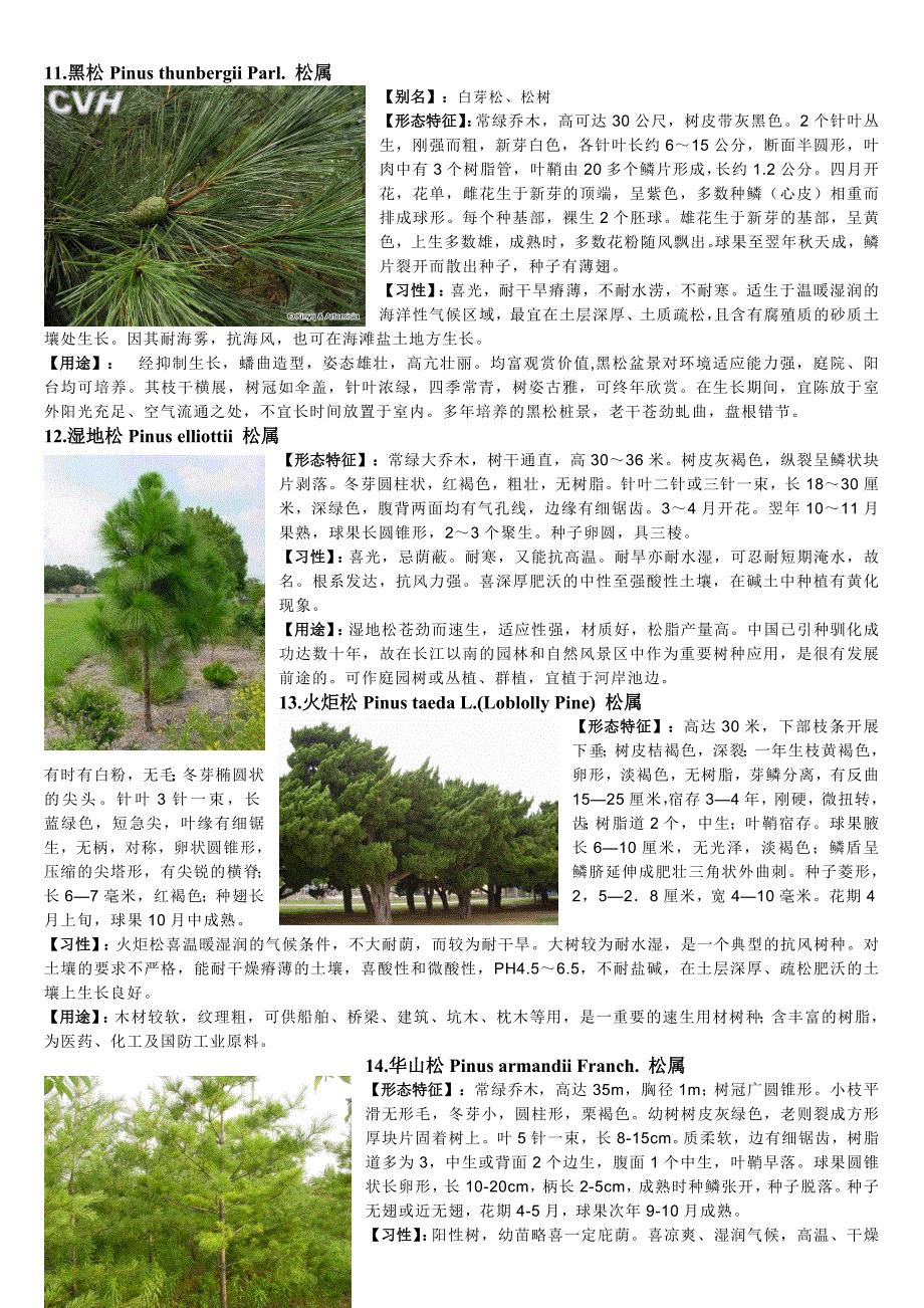 重庆植物志(裸子植物篇).doc_第4页