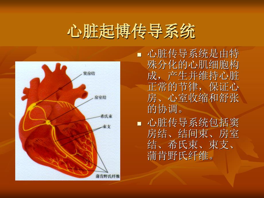 医学专题：心脏的生理_第3页