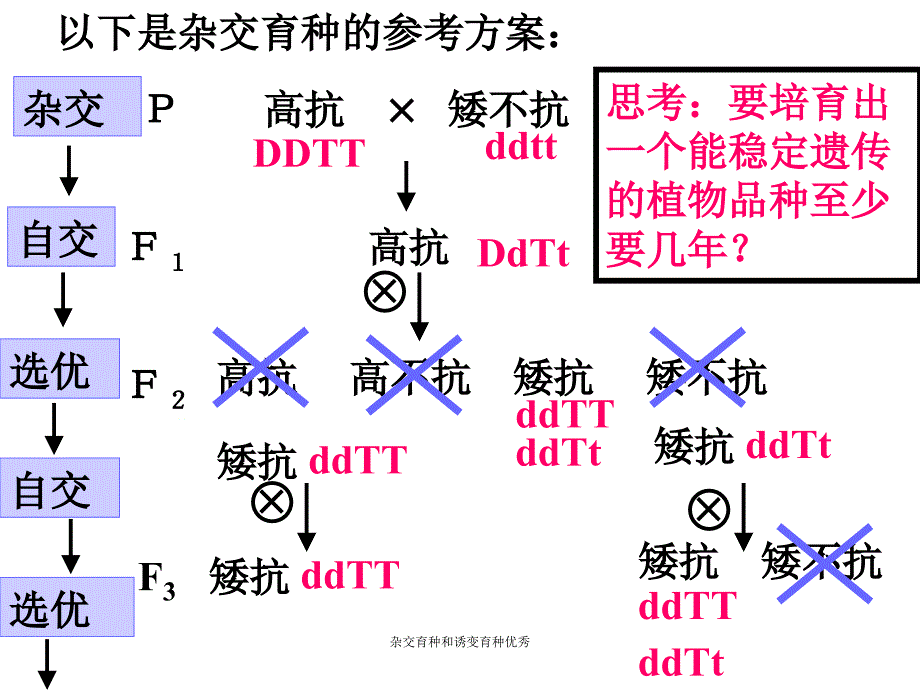 杂交育种和诱变育种优秀课件_第4页