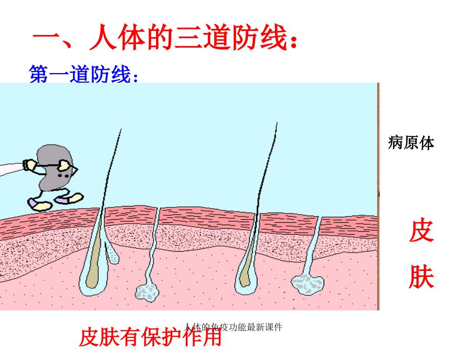 人体的免疫功能最新课件_第4页