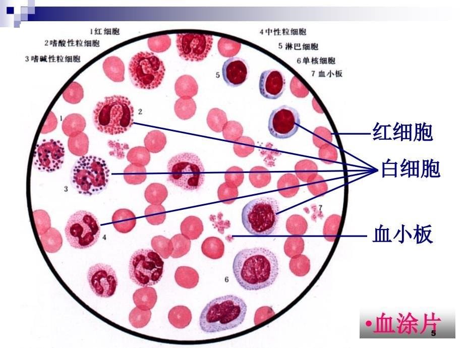 血液和淋巴ppt课件_第5页