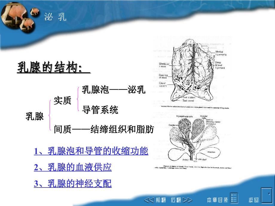 动物生理学教学课件：第十二章 泌乳_第2页