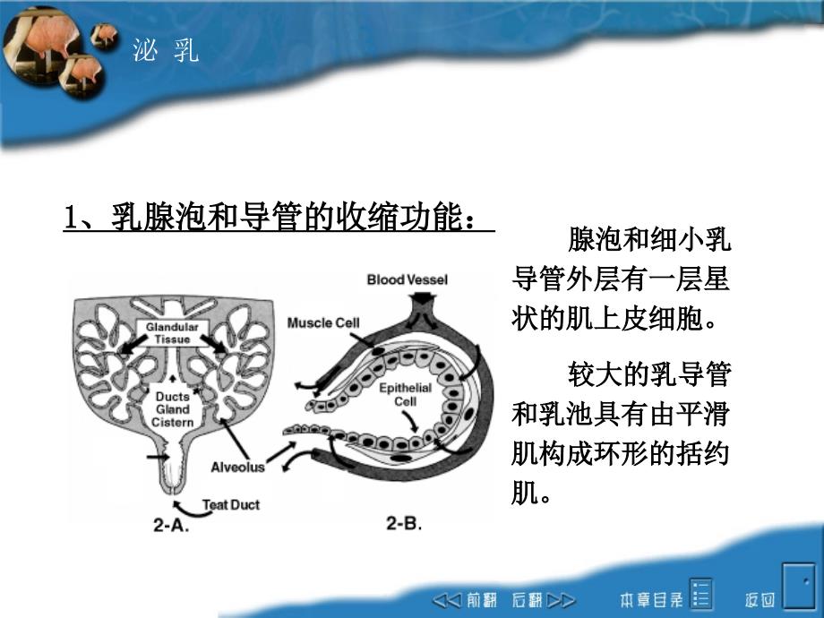 动物生理学教学课件：第十二章 泌乳_第3页