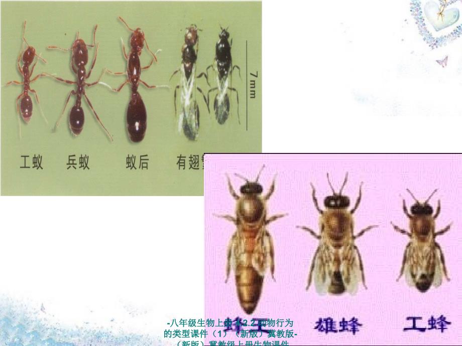 最新八年级生物上册4.2.2动物行为的类型课件1新版冀教版新版冀教级上册生物课件_第4页