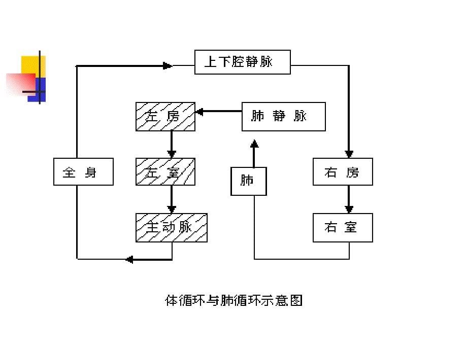 【学习课件】第三十七章心脏疾病病人的护理_第5页