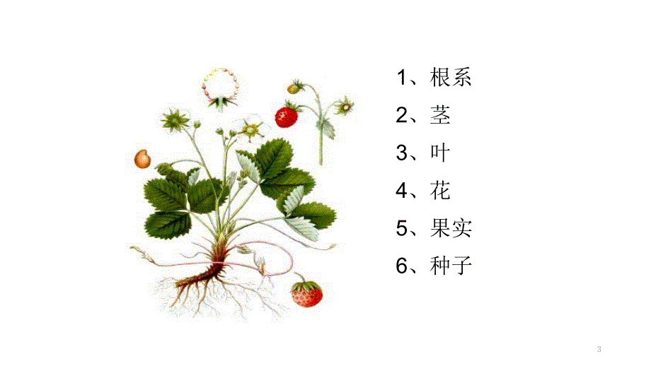 草莓的植物学特性ppt课件_第3页