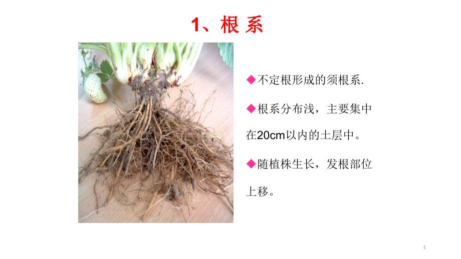 草莓的植物学特性ppt课件_第4页