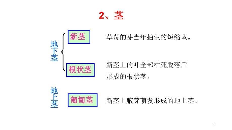 草莓的植物学特性ppt课件_第5页