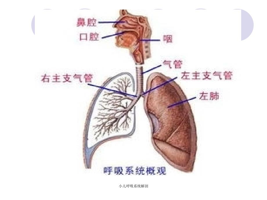 最新小儿呼吸系统解剖_第3页