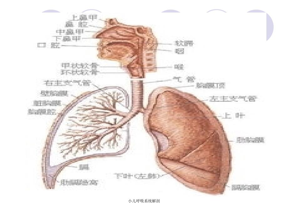 最新小儿呼吸系统解剖_第4页