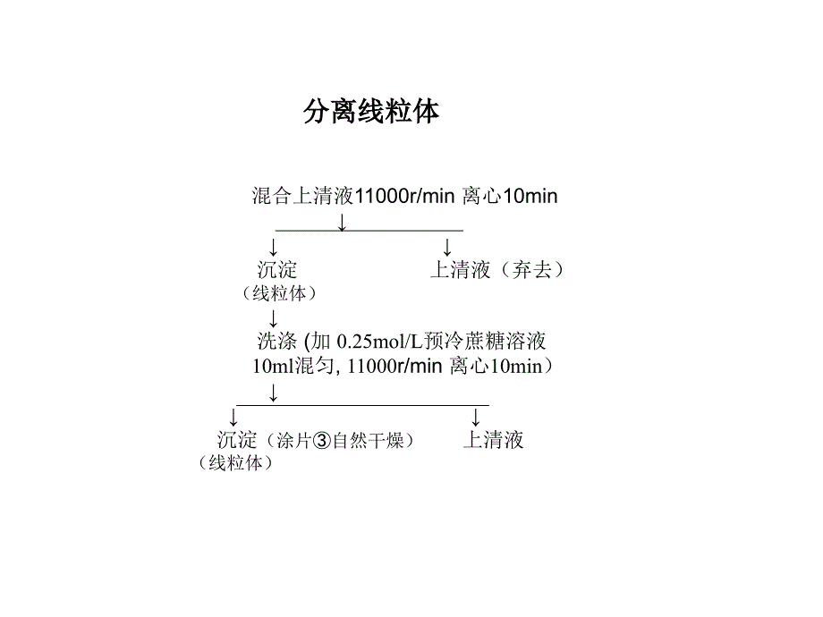 实验四线粒体的分离与观察一、实验目的1.初步掌握用差速_第4页