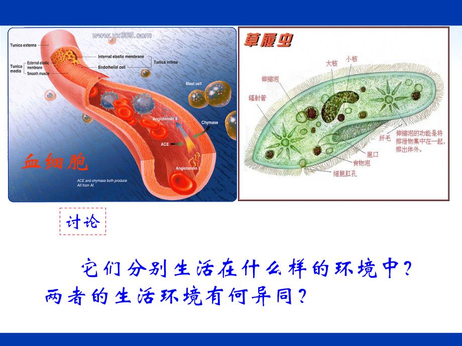 yong生物：3.1《细胞生活的环境》课件(新人教版必修3)_第3页