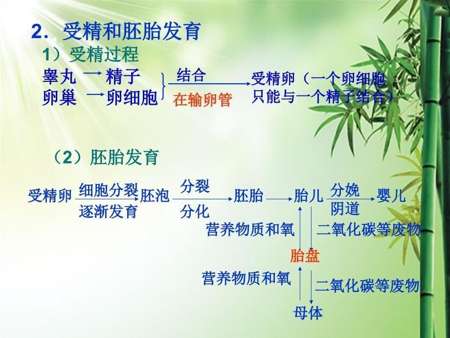 人教版七年级下册生物总复习课件ppt_第5页